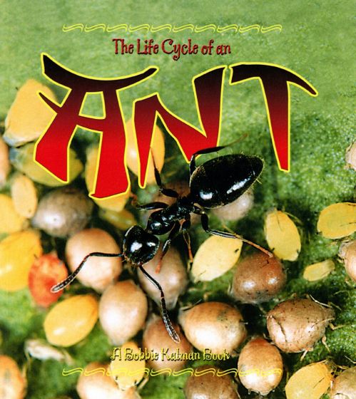 Life Cycle of an Ant