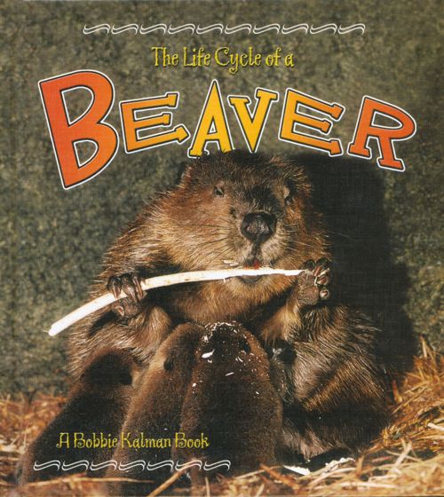 Life Cycle of a Beaver