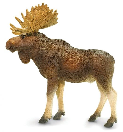 Moose (Bull) Model