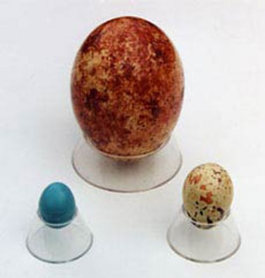 Conical Plastic Egg Holder (Medium)