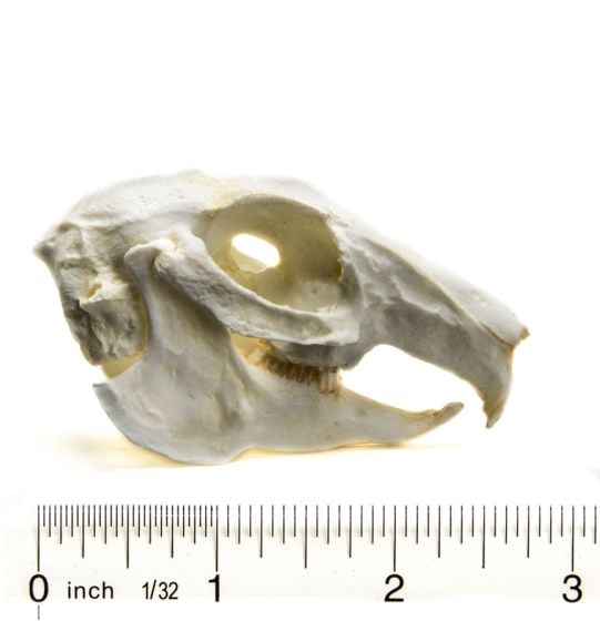 Rabbit (Cottontail) Skull Replica