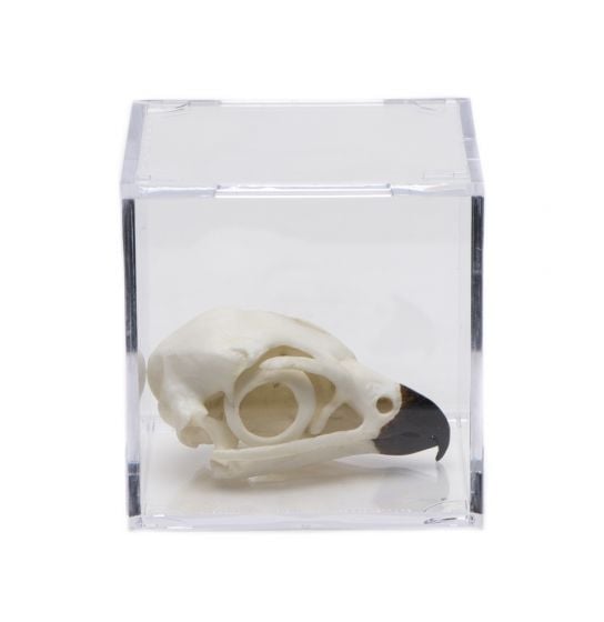 Birds of Prey Skull Collection with Discounted Museum Display Cases