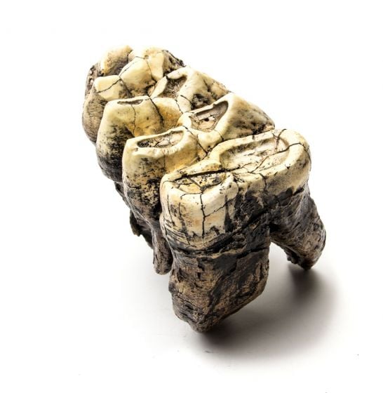 Mastodon Tooth Replica