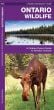 Ontario Wildlife, 2nd Edition (Pocket Naturalist® Guide)