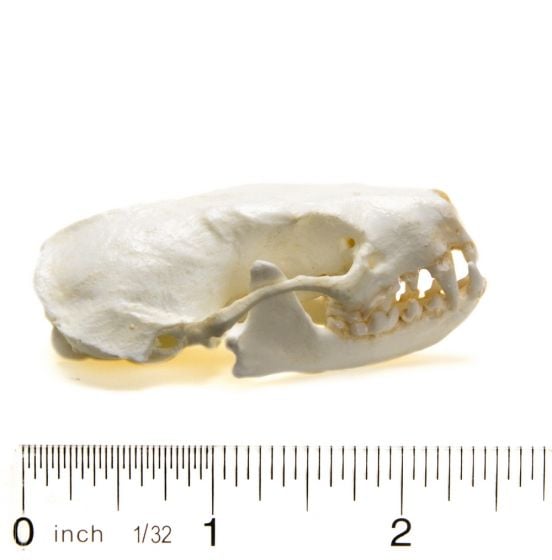 Skunk (Spotted) Skull Replica
