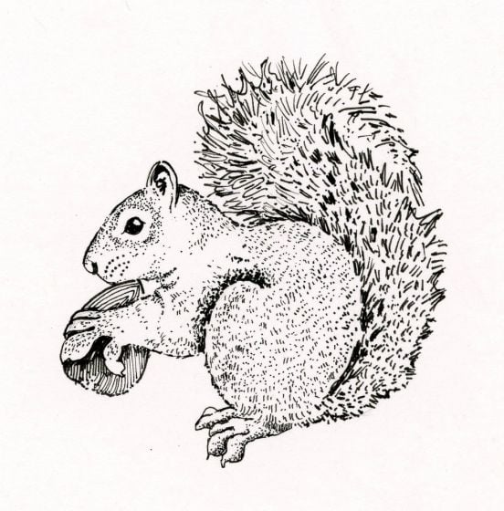 Squirrel Rubber Stamp
