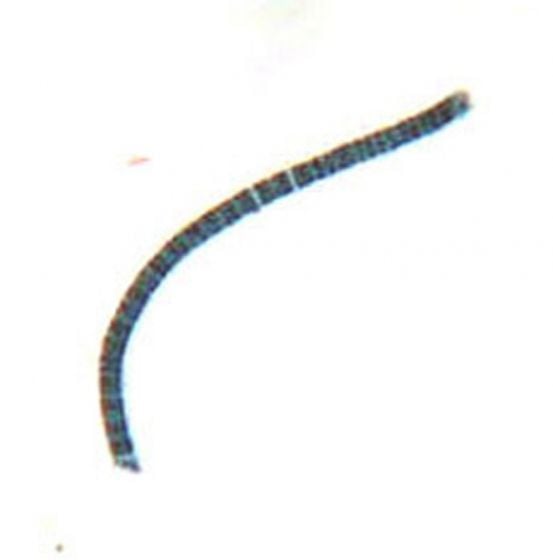 Spirogyra Microscope Slide