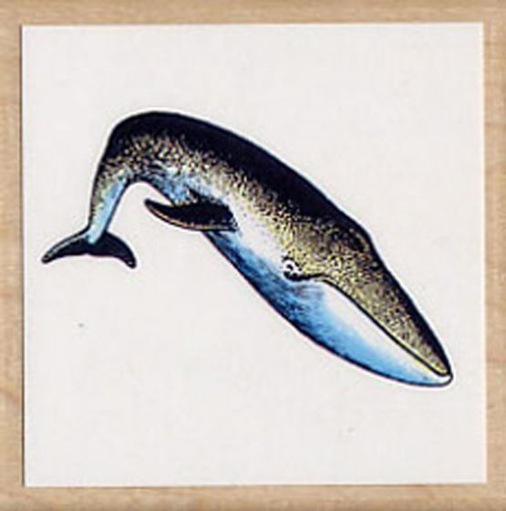 Whale (Blue) Rubber Stamp