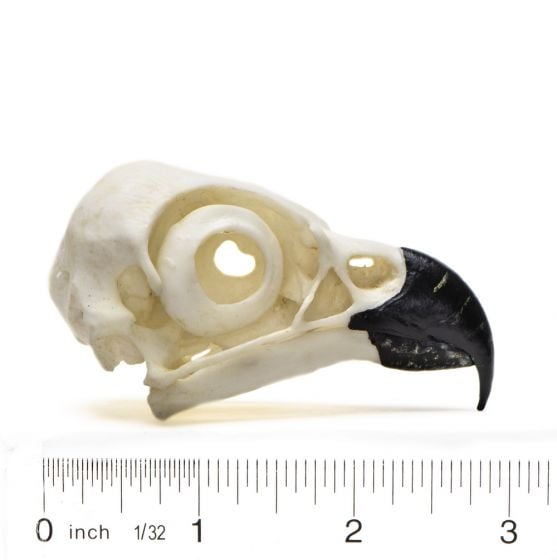 Osprey Skull Replica