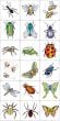 Insects And Spiders Stamping Kit