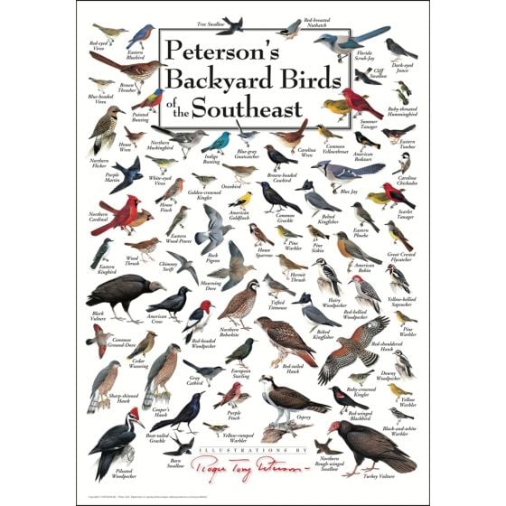 Peterson's Backyard Birds of the Southeast Poster