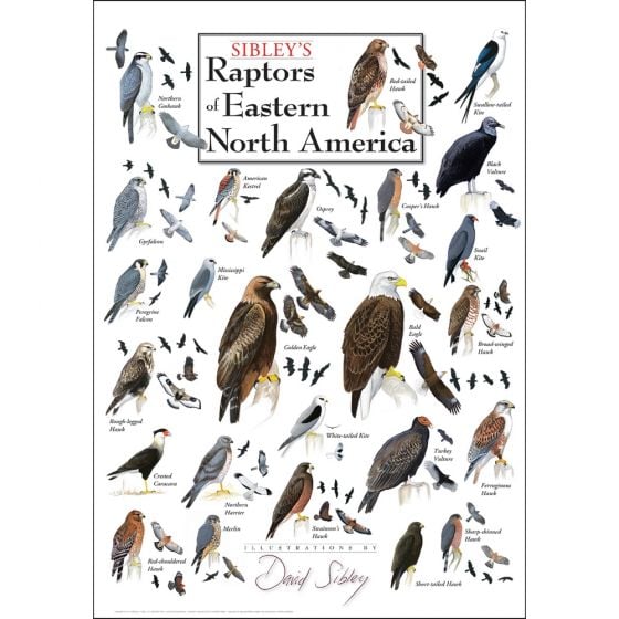 Sibley's Raptors of Eastern North America Poster