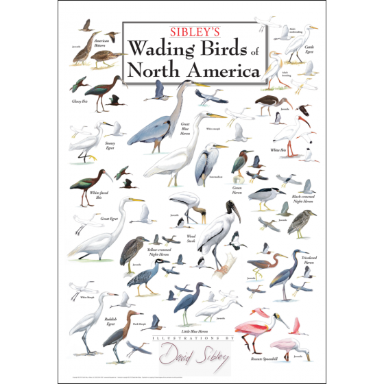 Sibley's Wading Birds of North America Poster