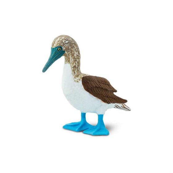 Blue-Footed Booby Model