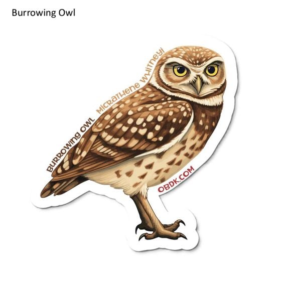 Burrowing Owl Sticker Pack (10 Stickers)