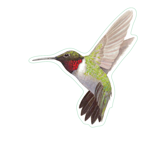 Hummingbird Sticker Pack (10 Stickers)