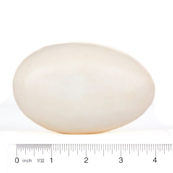 Condor (California) Egg Replica