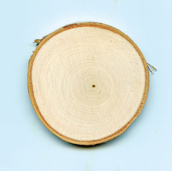 Tree Rounds For Art Projects (Undrilled)