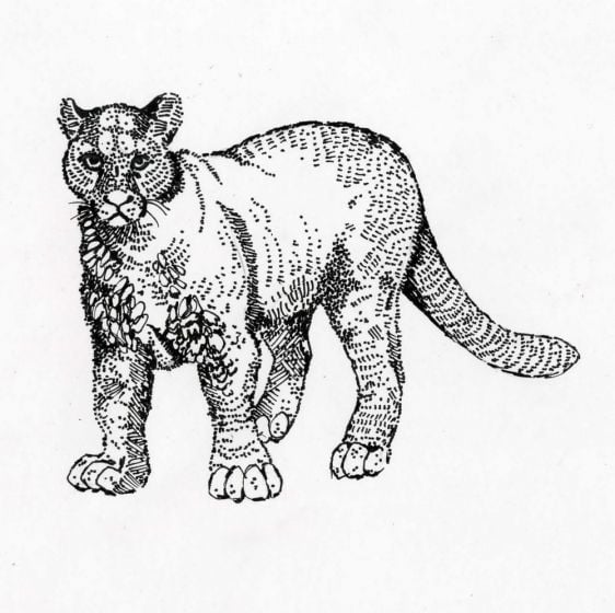 Cougar Rubber Stamp