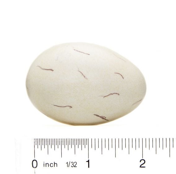 Puffin (Horned) Egg Replica