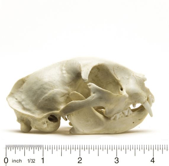 Cat (Domestic) Skull Replica