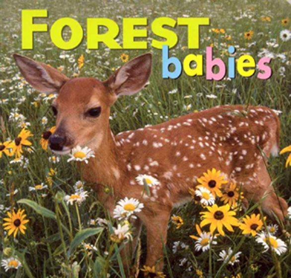 Forest Babies (Board Book)