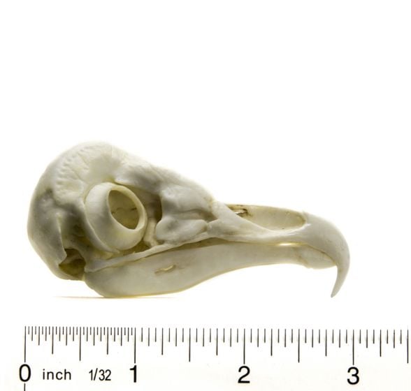 Owl (Barn) Skull Replica