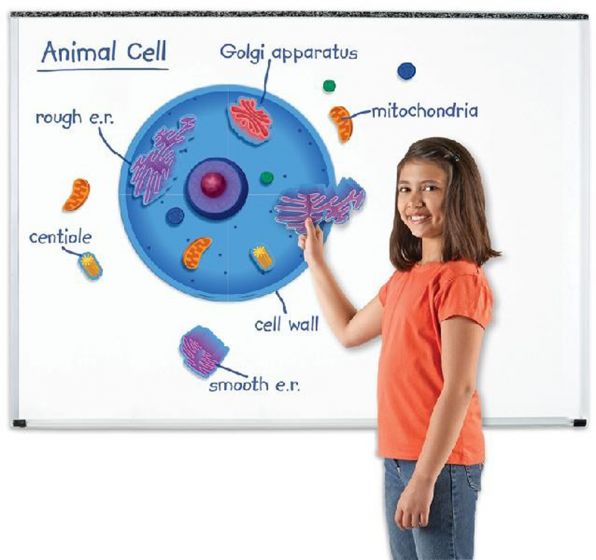 Giant Magnetic Animal Cell