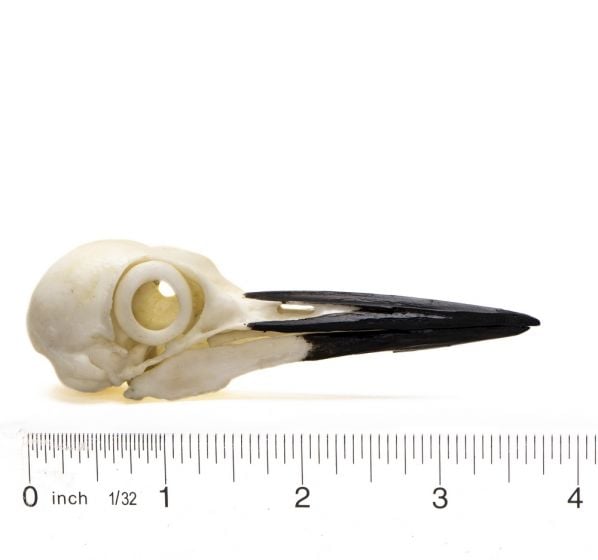 Woodpecker (Pileated) Skull Replica