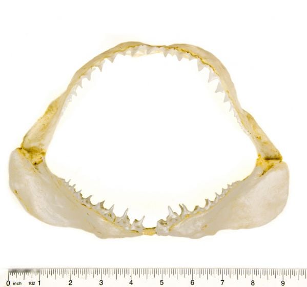 Shark (Great White) Jaw Replica