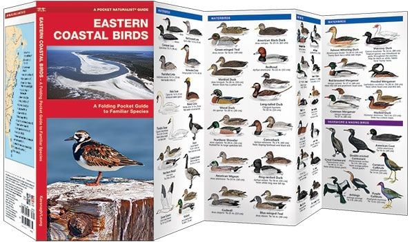 Eastern Coastal Birds (Pocket Naturalist® Guide)