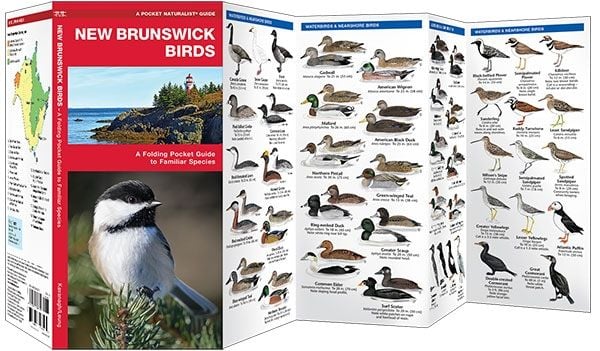 New Brunswick Birds (Pocket Naturalist® Guide)