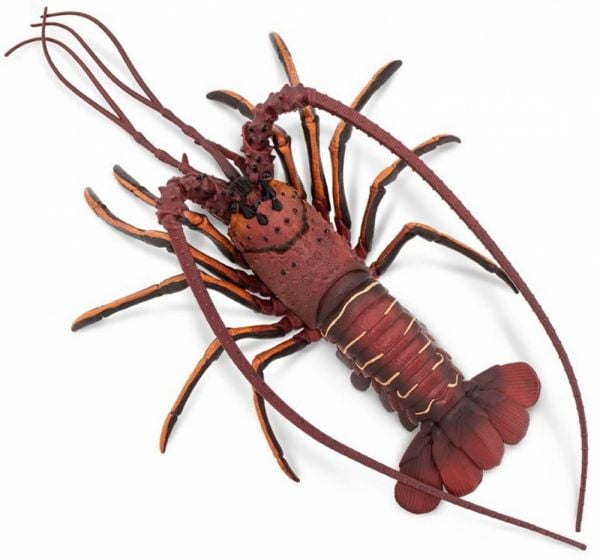 Lobster (Spiny) Model