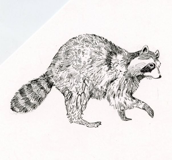 Raccoon Rubber Stamp