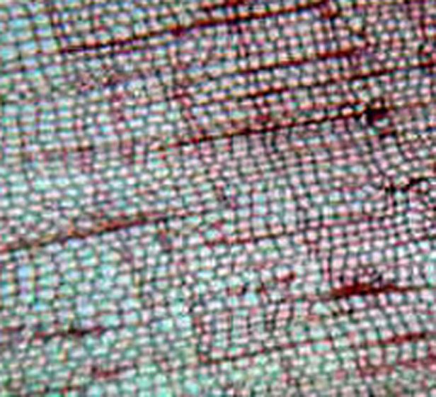 Cork (CrossSection) Prepared Microscope Slide