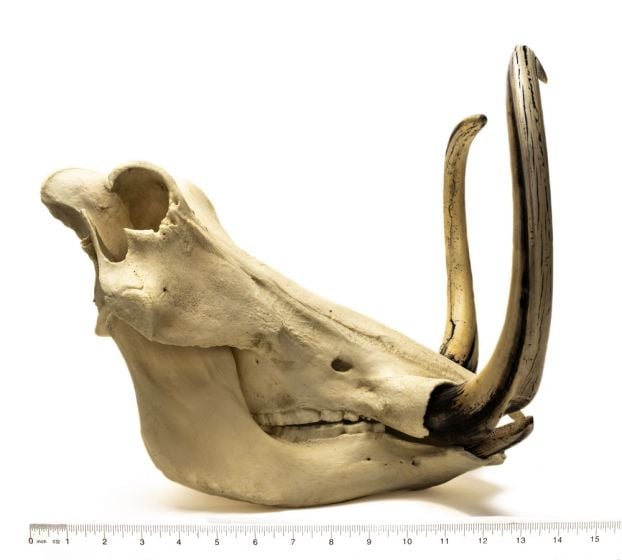 Warthog Skull Replica