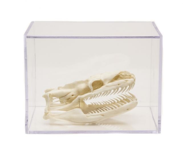 Reptiles Skull Collection with Discounted Museum Display Cases