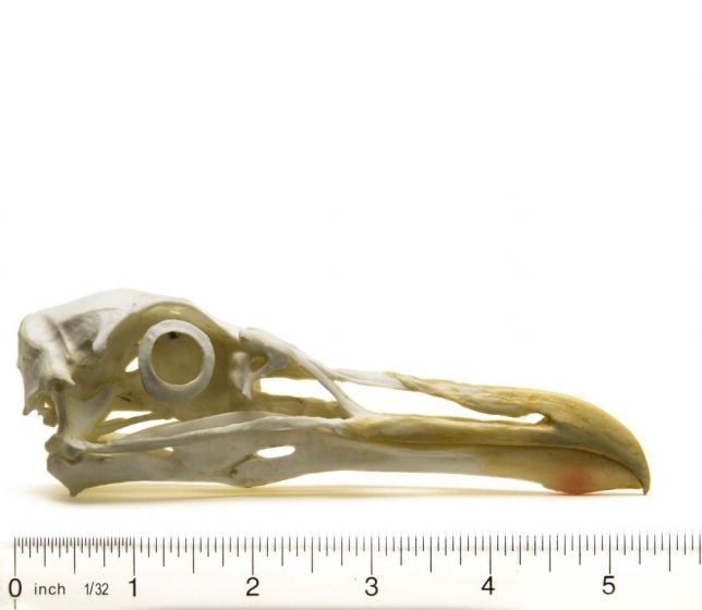 Gull (Glaucous) Skull Replica