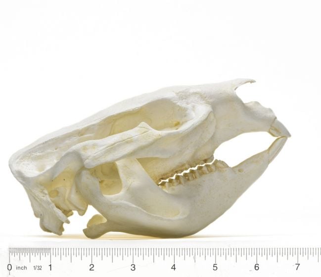Wombat Skull Replica