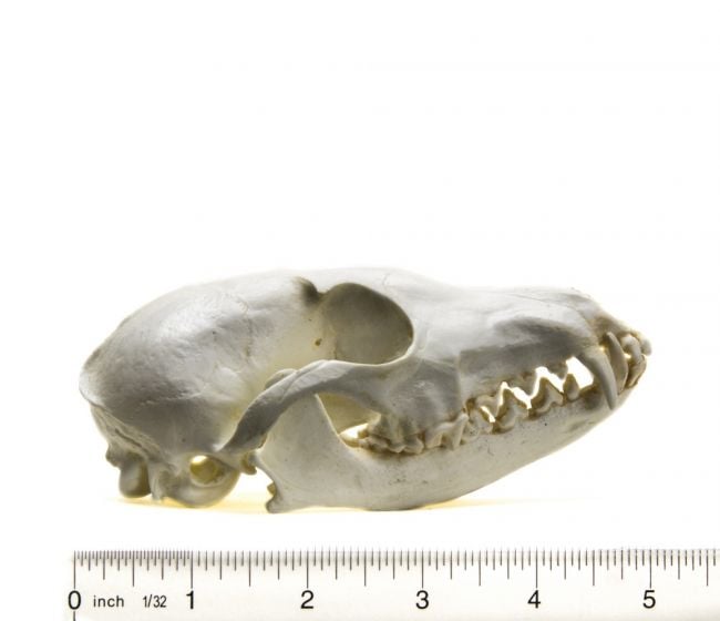 Fox (Arctic) Skull Replica