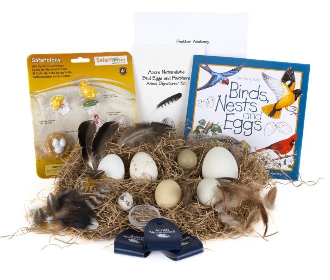 Bird Eggs and Feathers (Animal Signatures® Kit)