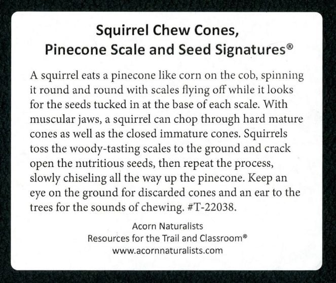 Squirrel Chew Cone & Bract Signature Display (Animal Signatures ...