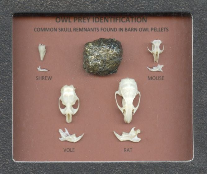 Owl Prey Identification Display