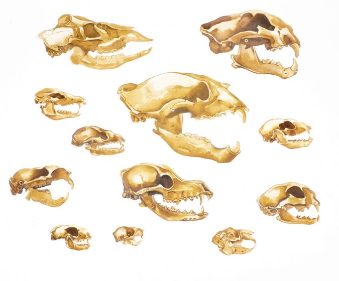 Mammals 2D Skull Model® Collection (Discounted Set of 12 Skull Models) 