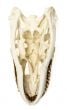 Komodo Dragon Skull Replica