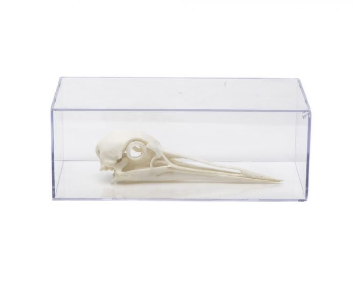Sandhill Crane Skull Replica
