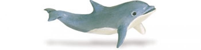Dolphin Calf Model