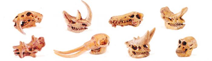 Mini Mammal (Prehistoric) Skulls Model Set