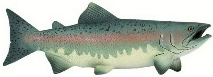 Salmon Model