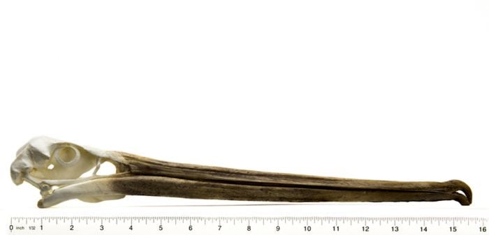 Pelican (Brown) Skull Replica